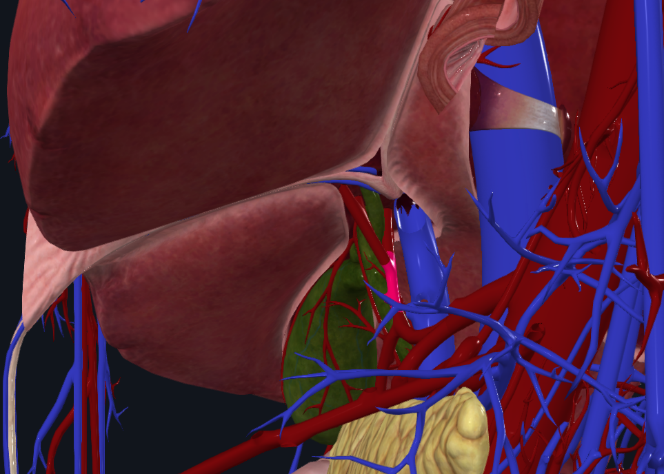 <p>What is highlighted in pink</p>