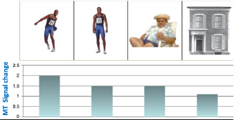 <ul><li><p>Strongest response to something that looks like it’s moving / expect it to move</p></li><li><p>Still get a little bit of a response when looking at people even if they aren’t in motion but could move</p></li></ul><p></p>