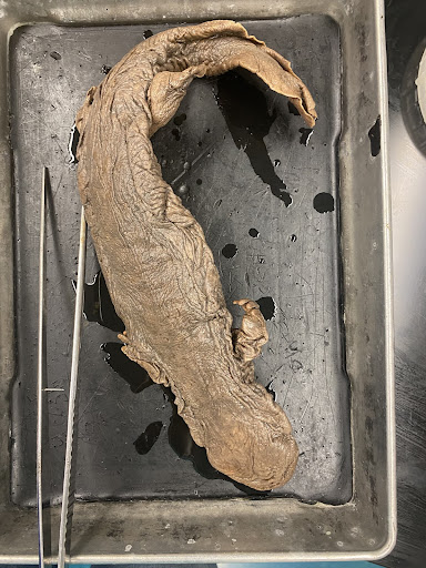 Eastern Hellbender
