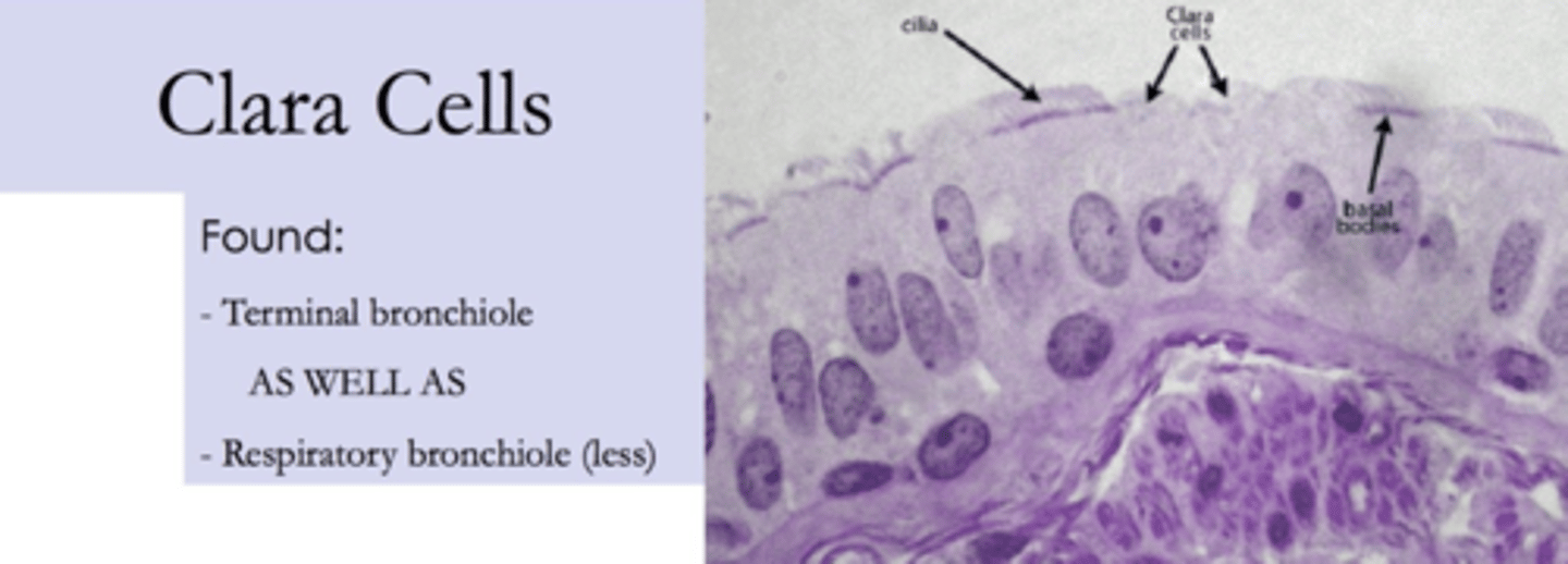<p>secrete a fatty substance, surfactant.</p>