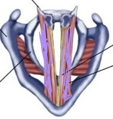 <p>What is this muscle in purple?</p>