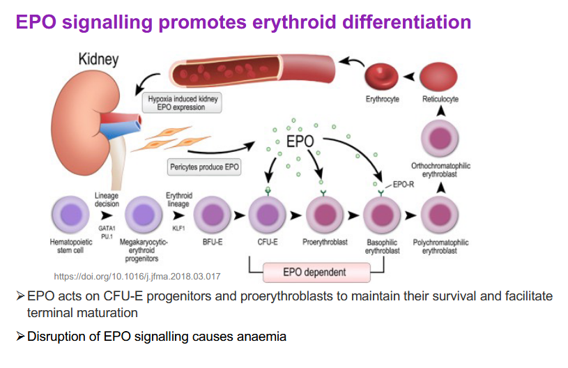 <p>EPO acts on CFU-E progenitors and proerythroblasts to maintain their survival and facilitate terminal maturation</p><p>EPO acts on the EPO dependent stages to force them to suvive proliferate etc.</p>