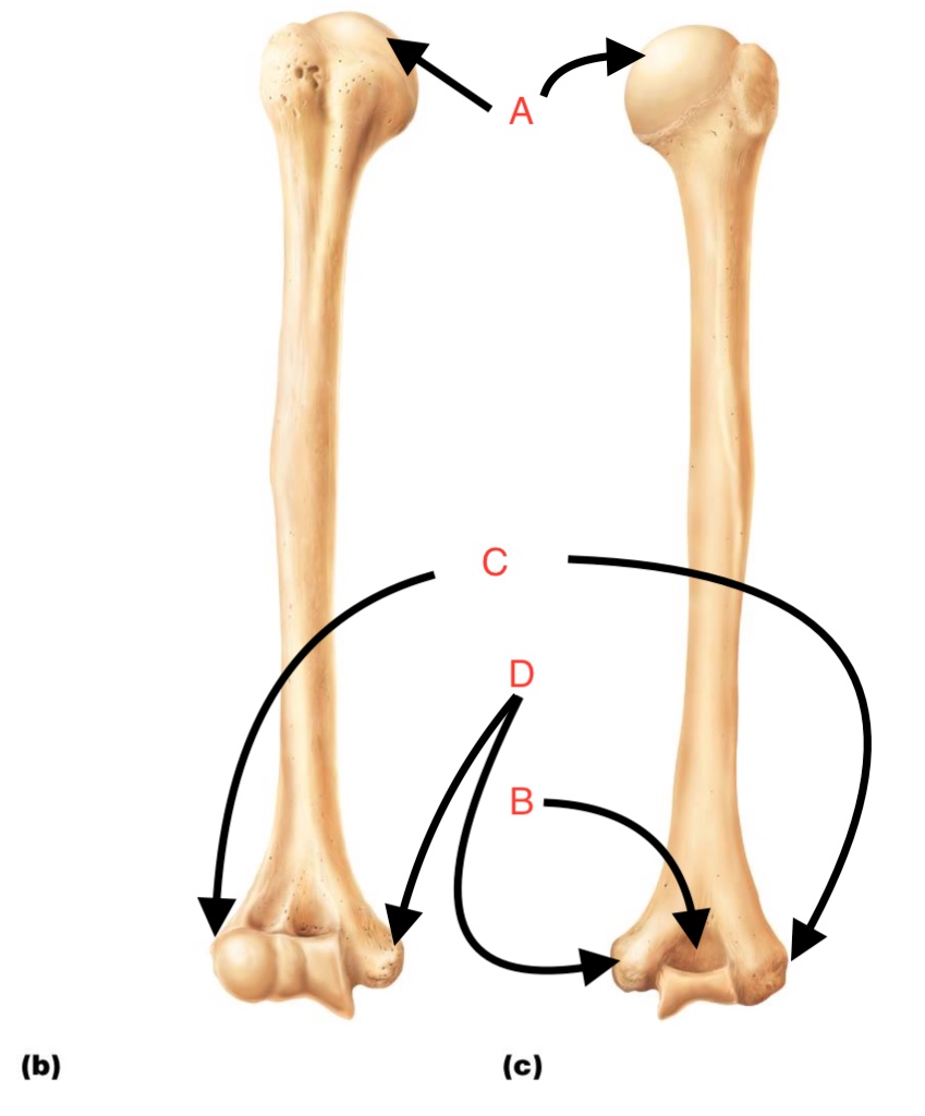 <p>What is the name of this bone?</p>