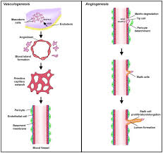 <p>Formation of new blood vessels from <strong>stem cell differentiation.</strong></p><p>Only in specialised cancers (e.g. brain cancer)</p>