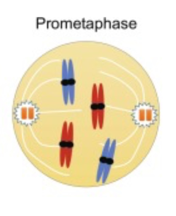 <ul><li><p>the nuclear envelope breaks down</p></li><li><p>the chromosomes condense further </p></li><li><p>the mitotic spindle microtubules attach to the kinetochores on the chromosomes, preparing them for separation in the next phase. </p></li></ul>