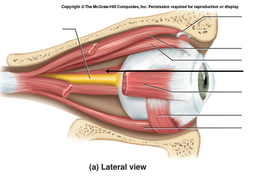 <p>CN VI (abducens nerve), moves gaze medially</p>