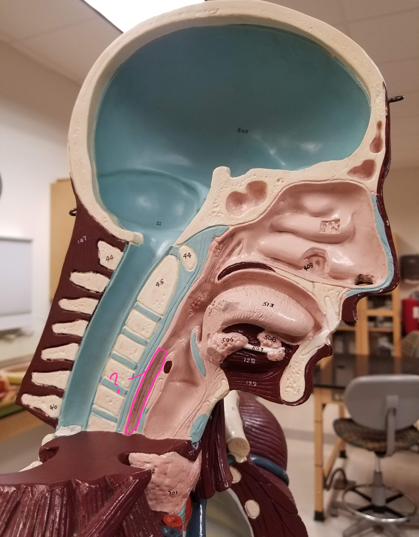 <p>what is outlined?</p>