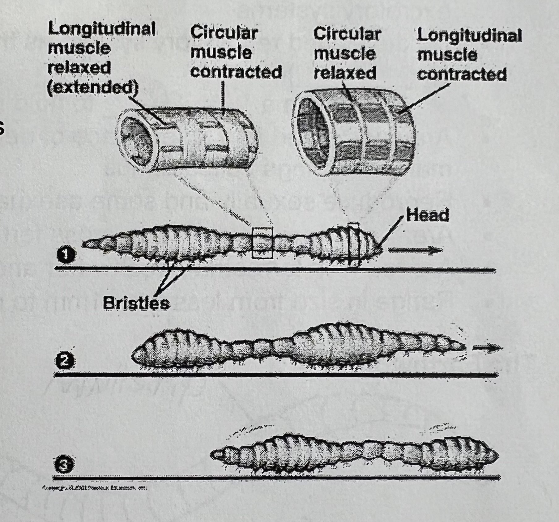 <p>Look at this image and memorize </p>