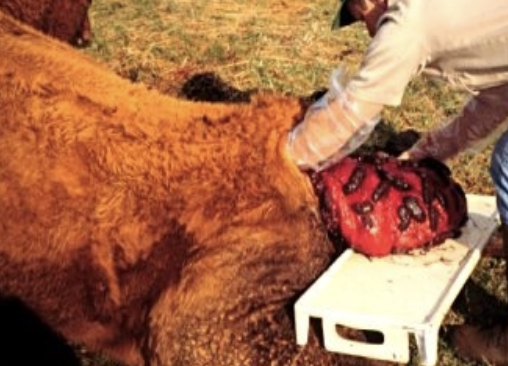 <p>yes- the part that came out last goes in first</p>