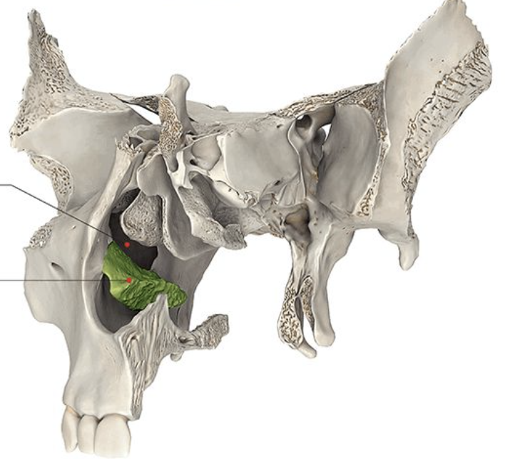 <p>Name the bone highlighted in green.</p>