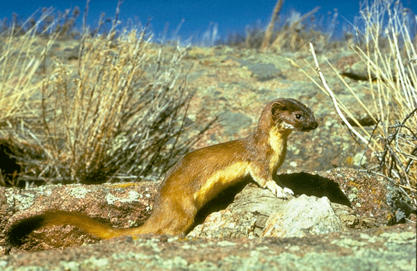 <p>Family Mustelidae</p>