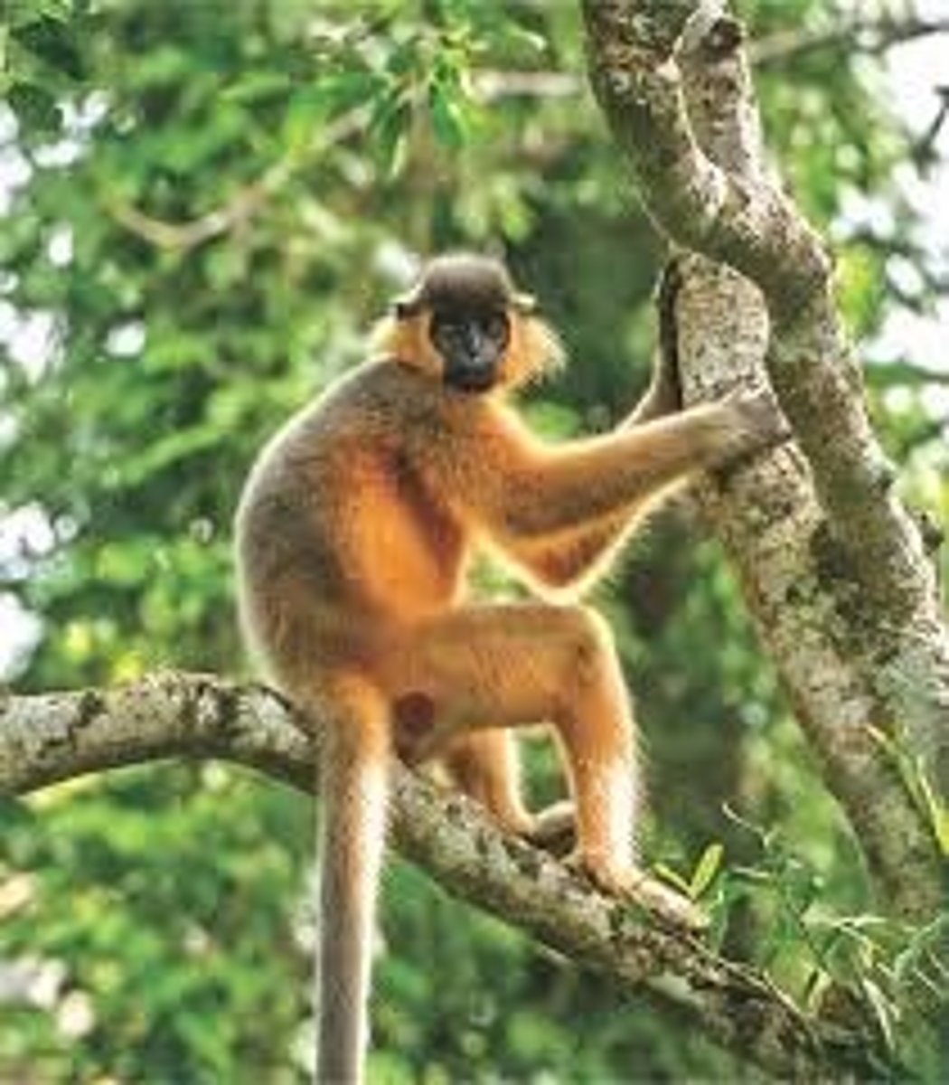 <p>NHP in CITES Appendix I</p><p>(parvorder catarrhini)- Capped Langur</p>