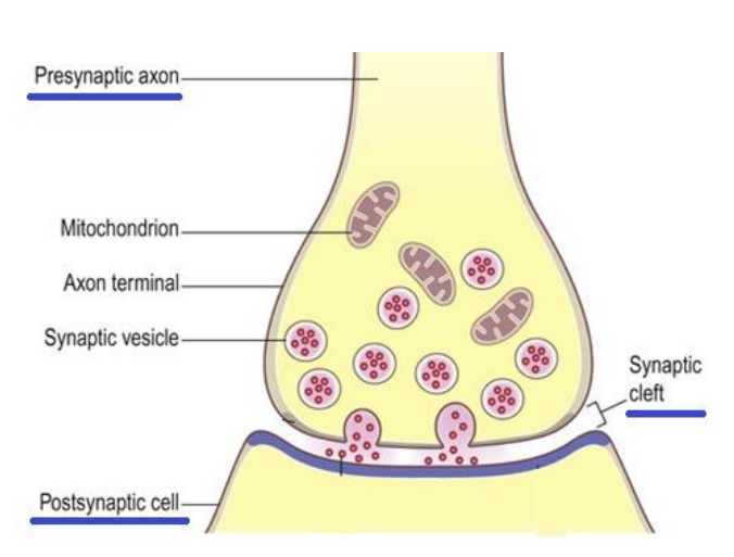 <p>consist of 3 parts: </p><ul><li><p>presynaptic cell </p><ul><li><p>contains vesicles - store neurotransmitters (chemical substances) </p></li><li><p>presynaptic membrane of axon terminal </p></li></ul></li><li><p>synaptic cleft </p></li><li><p>postsynaptic cell </p><ul><li><p>membrane of target cell</p></li></ul></li></ul><p></p>
