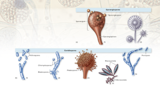 <p>mold make spores for reproduction not survival like bacterial endospores</p><p>1) Sporangiospores= develop inside sac-like structure called sporangium</p><p>2) Conidiospores= exposed, naked spores produced in chains on conidiophores (<span><span>specialized fungal stalks)</span></span></p><p><span><span>**major diff= enclosed vs. naked</span></span></p>