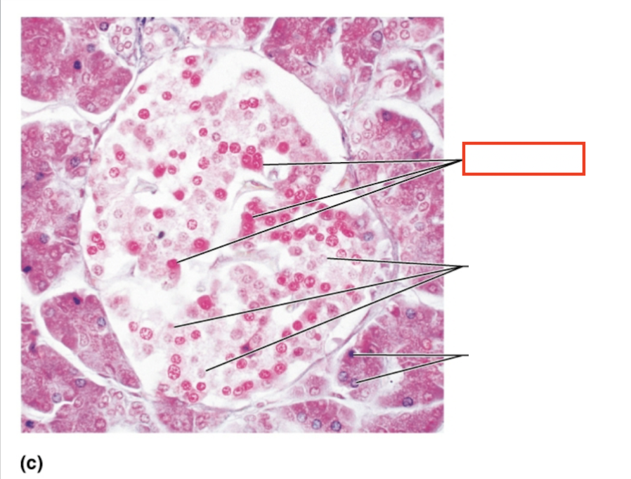 <p>What structure is highlighted?</p>