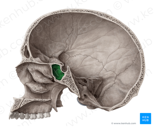 knowt flashcard image