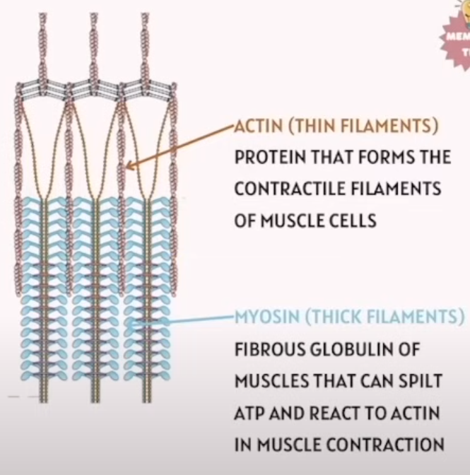 <p><strong>Actin: (Thin filaments)</strong></p><p>Protein that forms the contractile filaments of muscle cells.</p><p>Actin = Thin</p><p></p><p><strong>Myosin: (Thick Filaments)</strong></p><p>Fibrous globulin of muscles that can split ATP and React to Actin in muscle contraction. </p>