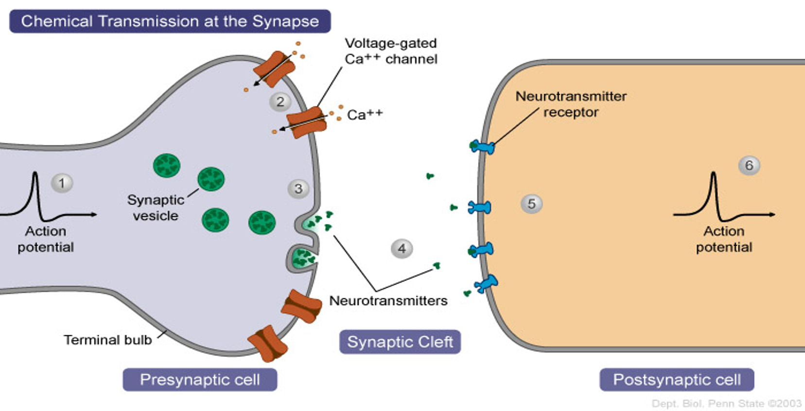 <p><span><u>synaptic cleft</u> and binds to receptor proteins on postsynaptic membrane</span></p>