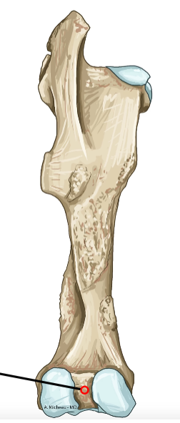 <p>Deep groove between condyles; cruciate ligament attachment.</p>