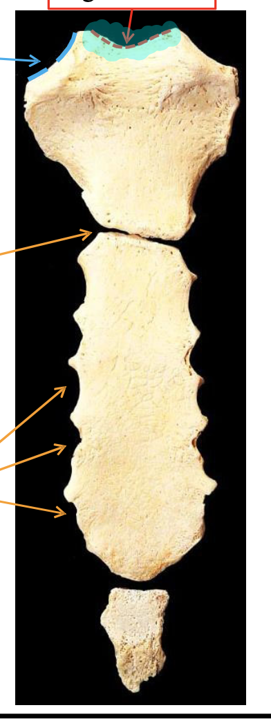 <p>Name the highlighted region.</p>