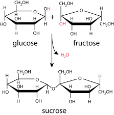 <ul><li><p>Condensation: dehydration</p></li><li><p>Releases water</p></li></ul><p>OH+OH→ release water and O bonds 2 ring together</p>