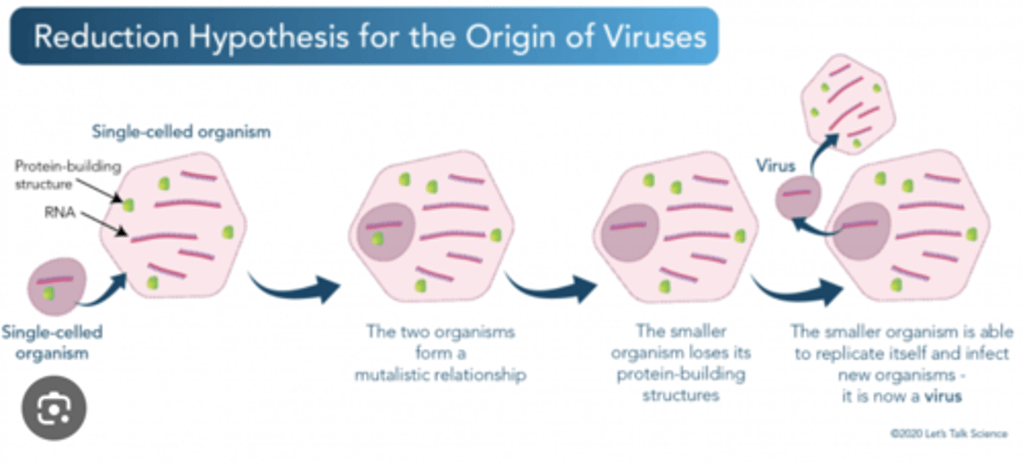 <p>This suggests that viruses originated from cells - that they were once small cells that became parasites of larger cells and lost their cell components, simplifying via gene reduction. This hypothesis is based on the idea that viruses need living cells to survive so likely co-evolved with them.</p>