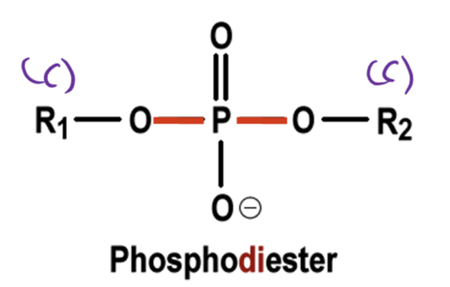 <p>Link two different carbons to one phosphate group</p>