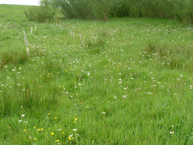 <p>Wetland Type?</p>