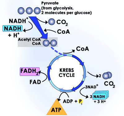 <p>After the second turn of the cycle, the glucose molecule has been broken down <em>completely</em> with all six carbon <a target="_blank" rel="noopener" class="link" href="https://filipiknow.net/what-is-an-atom-in-chemistry/" data-prevent-progress="true">atoms</a> combined with oxygen to form carbon dioxide. This stage yields: 2 ATPs, 6 NADH, and 2 FADH<sub>2</sub>.&nbsp;</p>
