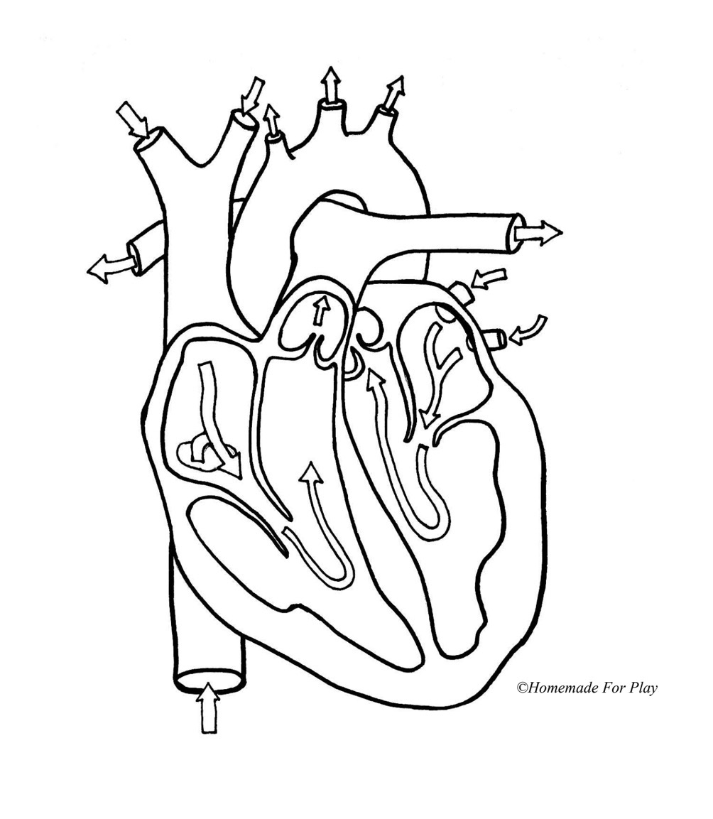 <p>Identify the Right Atrium and Its Function</p>