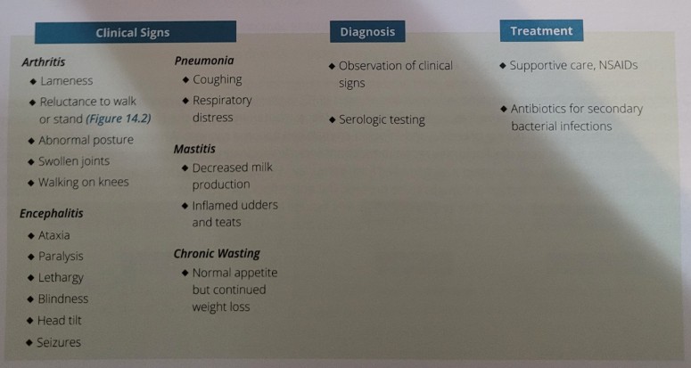<p>viral reportable disease only seen in goats. spread from doe to kid via infected milk or among herd by direct contact with infected body fluids and feces. not all goats infected progress to disease. manifests in five way: arthritis, encephalitis, pneumonia, mastitis, and chronic wasting. In kids, encephalitis is the most common sign. adult goats usually display arthritis. chronic wasting form may appear separately or simultaneously with other clinical signs. encephalitis form is typically fatal even with treatment. no vaccine for CAE prevention is best by purchasing goats that have been tested and are negative for the virus and maintaining a closed herd. if tested positive should be culled immediately</p>