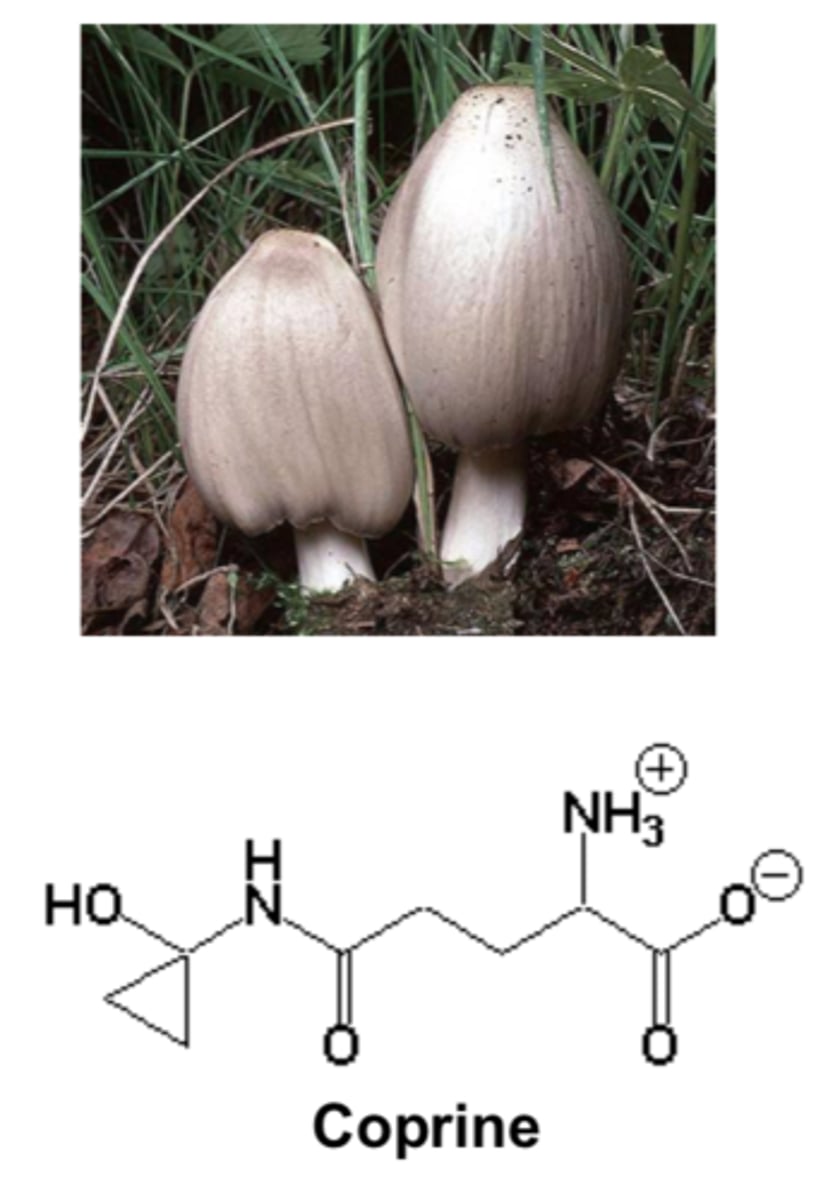 <p>Coprinus atramentarius, (?) Coprinusspp.;</p><p>Clitocybe clavipes</p>