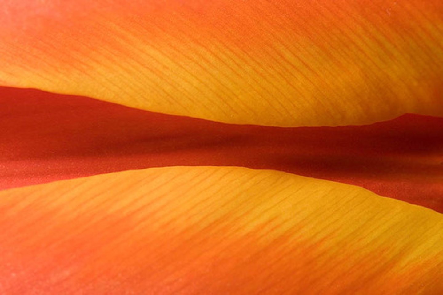<p>orange color</p>