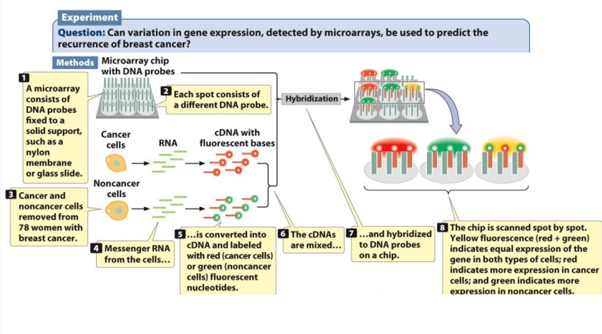 <p>It’s a chip that allows thousands of transcripts to be determined simultaneously</p><p>1) You need cells from 2 or more different conditions to isolate total RNA</p><p>2) Reverse transcribe mRNA to cDNA</p><p>3) Label different conditioned cells with fluorescent markers</p><p>4) cDNAs are mixed and hybridized to DNA probes on a chip</p><p>5) Then, the chip is scanned</p><ul><li><p>If there are equal amounts of expression in BOTH cell types of different conditions (yellow fluorescence)</p></li><li><p>More expression of one cell types (ex: cancer cell)→ red fluorescence</p></li><li><p>More expression of another cell type (ex: noncancer cell)→ green fluorescence</p></li></ul><p><strong>Disadvantages:</strong> low sensitivity, low dynamic range, no alternative splicing</p><p></p>
