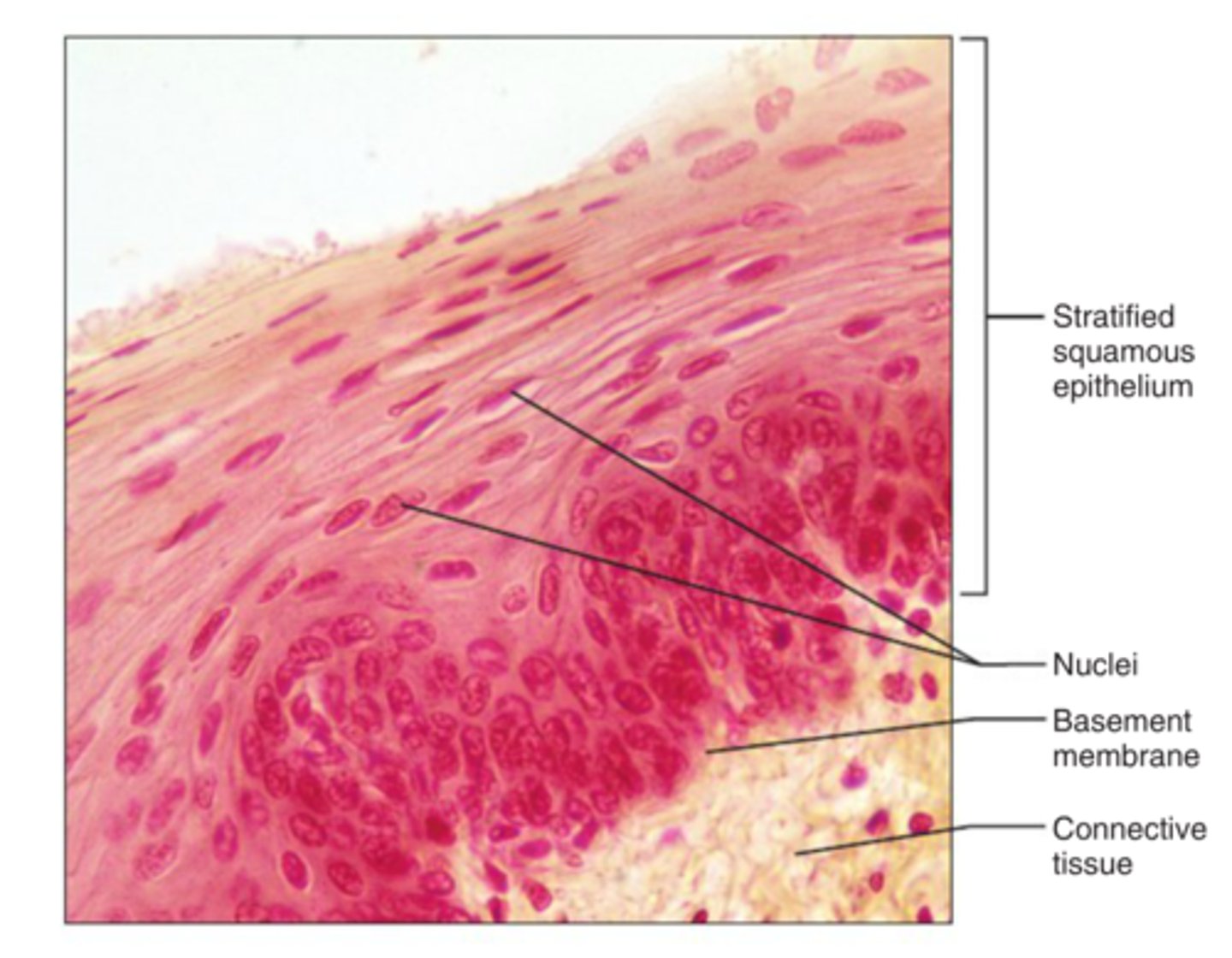 <p>protects underlying tissues in areas subjected to abrasion</p>