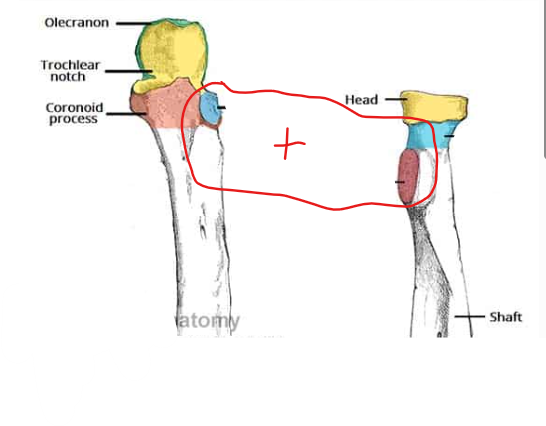<p>(joint)</p>