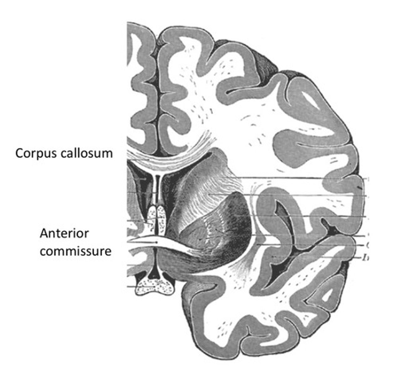 <p>commissures: left and right hemisphere connected by few white-matter tracts</p><p>largest is corpus callosum</p>