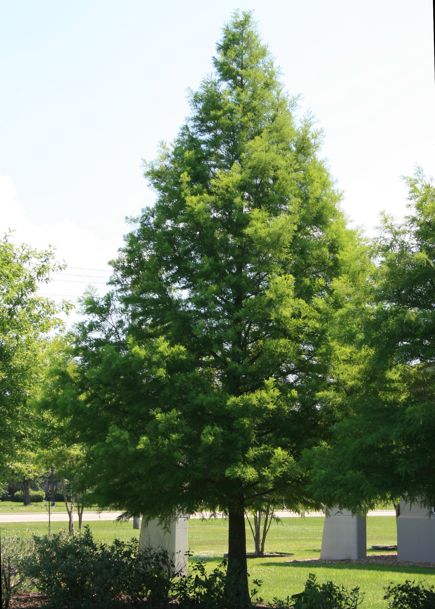 <p>Bald Cypress</p>