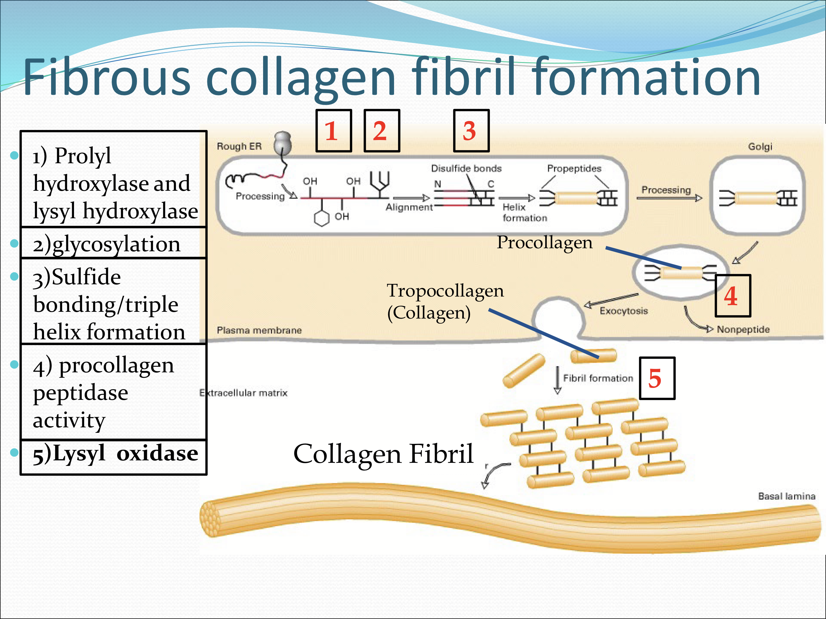 <ol><li><p>Prolyl hydroxylase and lysyl hydroxylase</p></li><li><p>Glycosylation</p></li><li><p>Sulfide bonding/triple helix formation</p></li><li><p>Procollagen peptidase activity </p></li><li><p><strong>Lysyl Oxidase (</strong>an extracellular enzyme secreted by keratocytes) </p></li></ol><p></p>