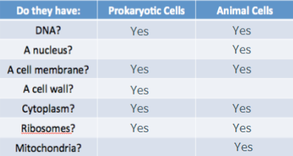 <p>Prokaryotes cause diseases and antibiotics specifically target them. Thy have DNA, cell membrane, cell wall, cytoplasm, ribosomes. </p>