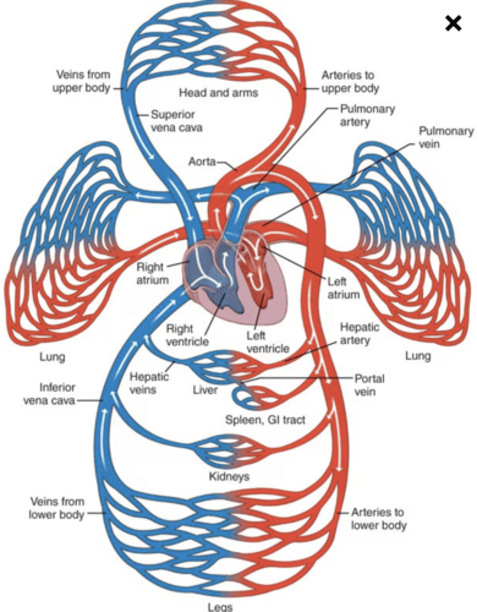 <p>Carry blood away from the heart and to the lungs</p>