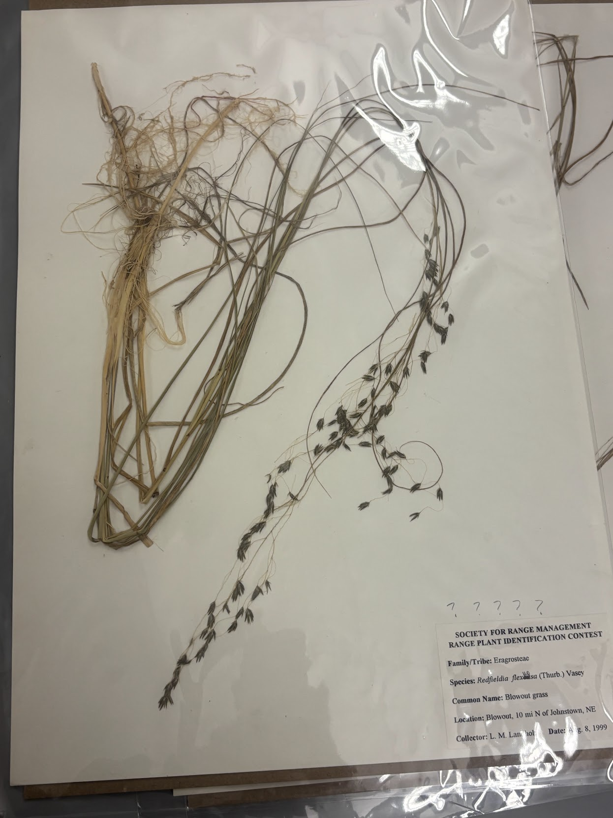 <p>bendy, Open panicle • Long, shredded leaves and base (sand blasted) , Hair in spikelet • Spikelet V-shaped, florets “banana shaped” , Roots: multilayered with many nodes</p>