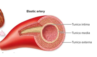 <p>-largest arteries</p><p>-have large proportion of elastic fibers →<u> helps propel blood thu arteries during diastole</u></p><p>-examples: aorta, common iliac arts.</p>