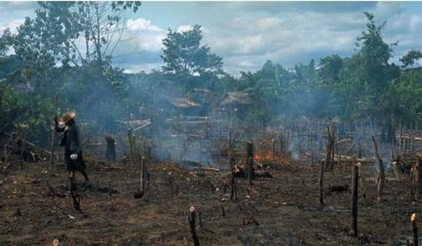 <p>clearing an area in a tropical forest for planting by burning the vegetation</p>