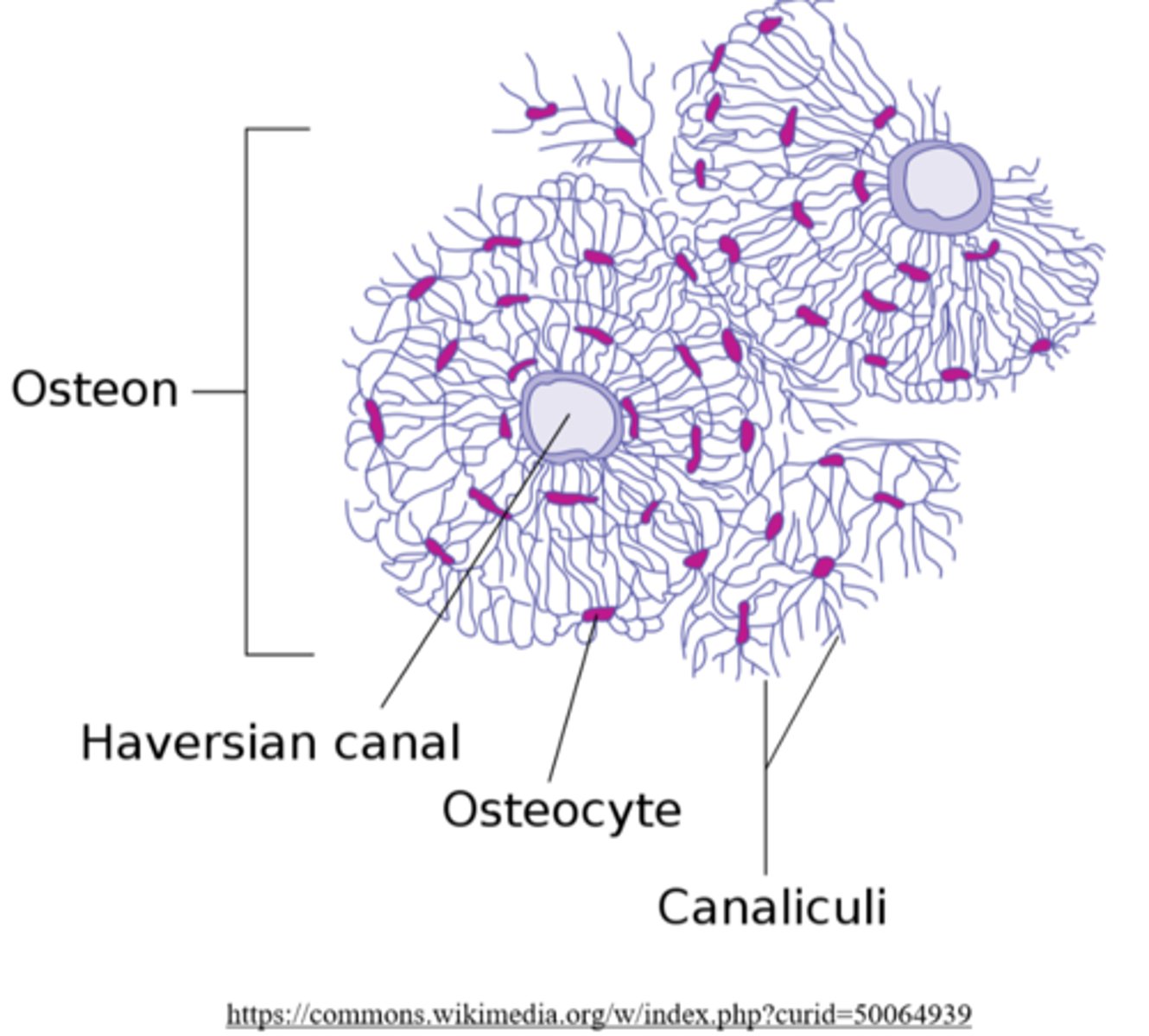 <p>osteons</p>