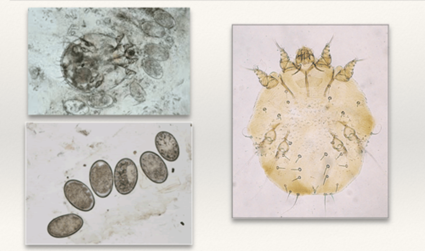 <p>Host: different species infest different hosts</p>