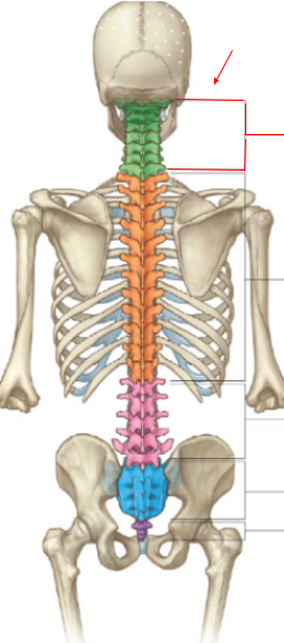 <p>What is the name of the _______section of the vertebral column?</p>