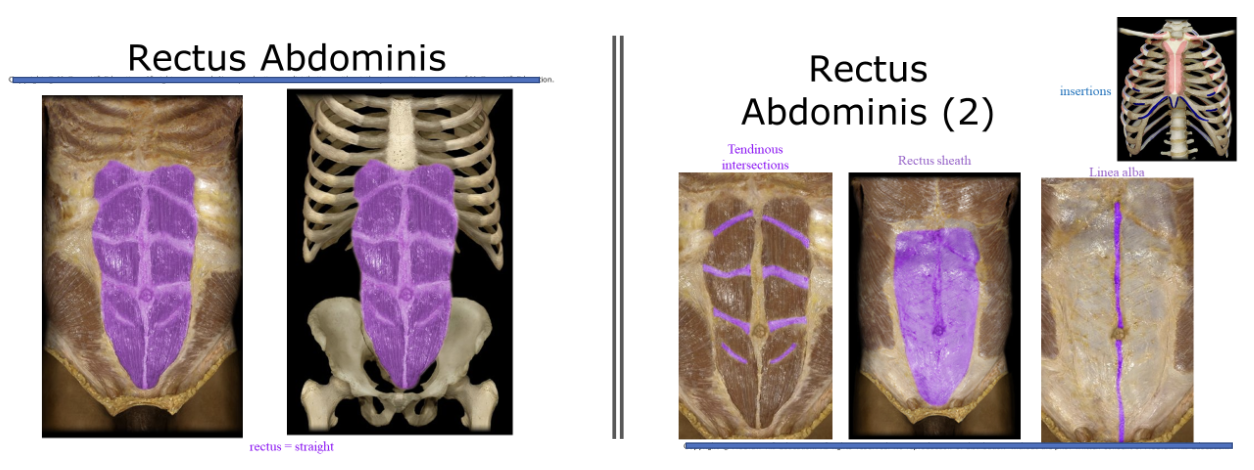 <p>The abs. fibers run in superior inferior direction</p>