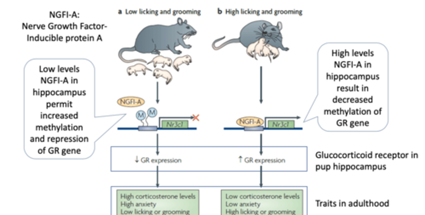 <p>demethylation of the GR gene</p><p>LOWER levels of stress and anxiety</p>