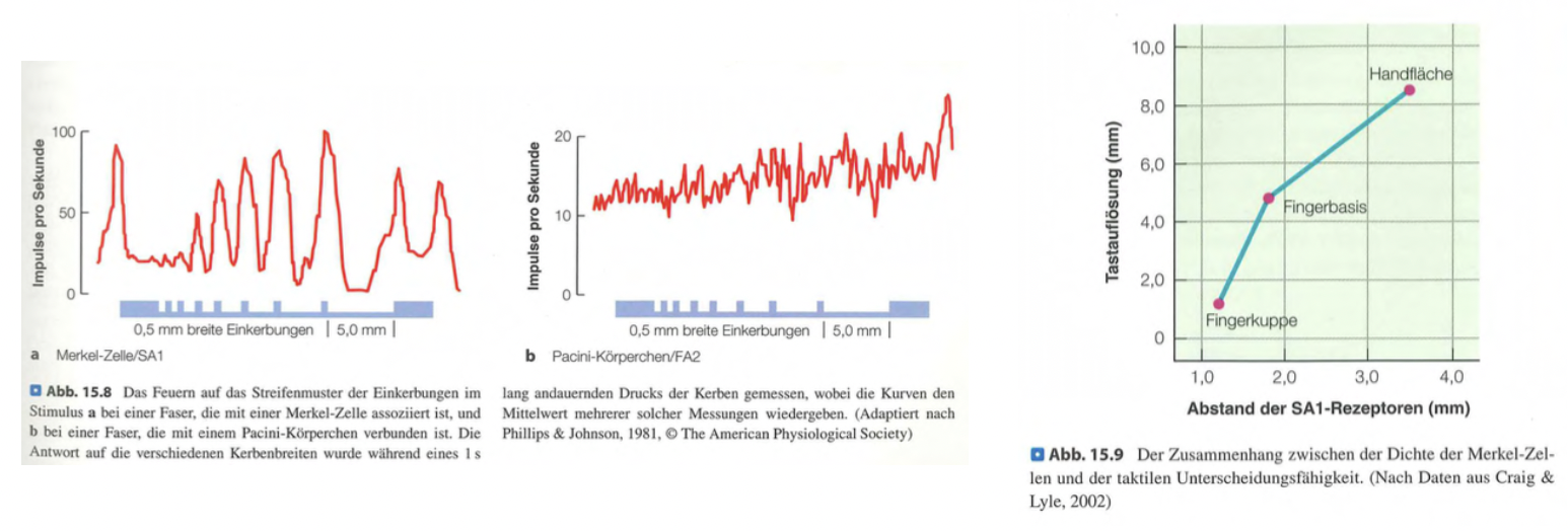 <p class=""><strong>Kurzfassung:</strong><br>Die <strong>Merkel-Zellen</strong> ermöglichen präzise <strong>Detailwahrnehmung</strong>, da sie Reizmuster exakt widerspiegeln. Ihre hohe Dichte in den <strong>Fingern</strong> erklärt die dortige Sensitivität. Die <strong>Zweipunktschwelle</strong> zeigt diese Empfindlichkeit, aber auch die <strong>kortikale Verarbeitung</strong> spielt eine entscheidende Rolle.</p><p class=""></p><p class=""><strong>Langfassung:</strong></p><ul><li><p class=""><strong>Rolle der Merkel-Zellen (SA1-Rezeptoren):</strong></p><ul><li><p class="">Diese feuern <strong>kontinuierlich während eines Reizes</strong>.</p></li><li><p class="">Ihr <strong>Antwortmuster spiegelt die Struktur</strong> des aufgedrückten Reizes (z. B. Einkerbungen) <strong>präzise wider</strong>.</p></li><li><p class="">→ Deshalb sind sie zentral für die Wahrnehmung <strong>feiner Details</strong>.</p></li></ul></li></ul><p class=""></p><ul><li><p class=""><strong>Unterschied zu anderen Rezeptoren:</strong></p><ul><li><p class=""><strong>Pacini-Körperchen</strong> (RA2) zeigen keine derartige Übereinstimmung mit Oberflächenstruktur.</p></li><li><p class="">→ Sie sind für feine Details <strong>weniger relevant</strong>, sondern eher für Vibration zuständig.</p></li></ul></li></ul><p class=""></p><ul><li><p class=""><strong>Fingerkuppen als Hochleistungsbereiche:</strong></p><ul><li><p class="">Dort ist die <strong>Dichte an Merkel-Zellen sehr hoch</strong>, was die hohe taktile Auflösung erklärt.</p></li><li><p class="">Dies zeigt sich z. B. in der <strong>niedrigen Zweipunktschwelle</strong>: Man kann zwei nahe Punkte noch als getrennt spüren.</p></li></ul></li></ul><p class=""></p><ul><li><p class=""><strong>Bedeutung zentraler Verarbeitung:</strong></p><ul><li><p class=""><strong>Nicht nur Rezeptordichte</strong>, sondern auch <strong>kortikale Repräsentation</strong> im S1-Kortex (z. B. Homunkulus) ist entscheidend.</p></li><li><p class="">Das Gehirn verstärkt die <strong>Unterscheidbarkeit</strong> durch differenzierte <strong>Verarbeitung von Reizmusterinformationen</strong>.</p></li></ul></li></ul><p class=""></p><ul><li><p class=""><strong>Fazit:</strong></p><ul><li><p class="">Detailwahrnehmung hängt sowohl von <strong>peripheren Sensoren</strong> wie Merkel-Zellen als auch von <strong>zentralen Mechanismen</strong> im Gehirn ab.</p></li></ul></li></ul><p></p>